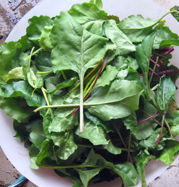 Greens - gardenalchemystore