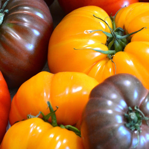Tomatoes - gardenalchemystore