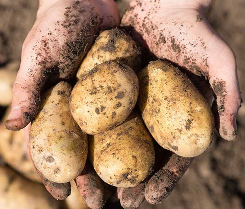 Early Seed Potatoes