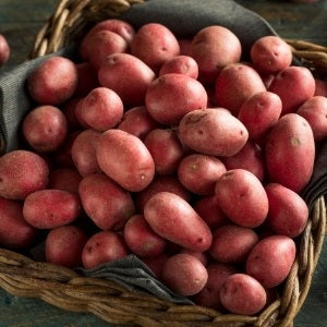 Late Season / Main Crop Potato Seed - Ontario Canada