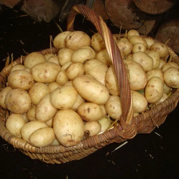 Mid Season Seed Potatoes