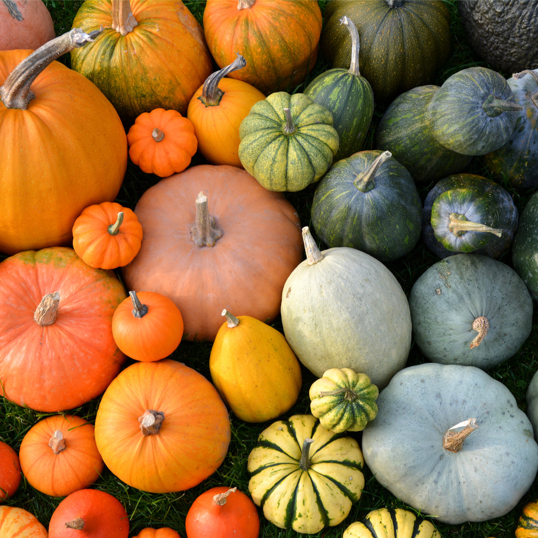 Winter and Summer Squash