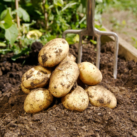Seed Potatoes for Planting