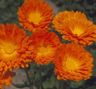 Calendula Balls Orange -  Cutflower Edible Flower Seed | Garden Alchemy Seeds and More