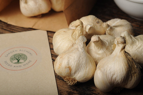Silverskin Softneck Organic Garlic Seed for Spring Planting | Garden Alchemy Seeds and More