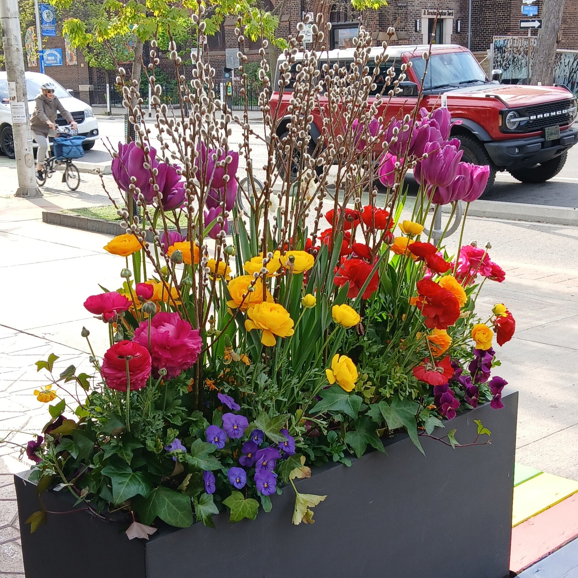 purple tulips with multi coloured ranunculus and purple pansy with pussy willow