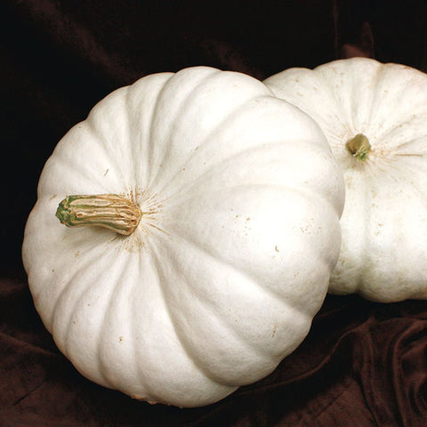 White Flat Boer Ford Pumpkin Seeds | Garden Alchemy Seeds and More