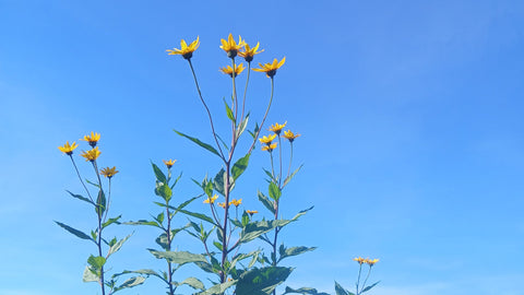 Helianthus tuberosa community farm