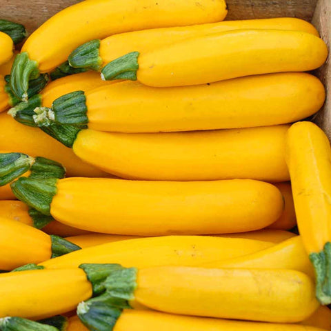 Golden Zucchini- Open Pollinated, Organic, Heirloom | Garden Alchemy Seeds and More