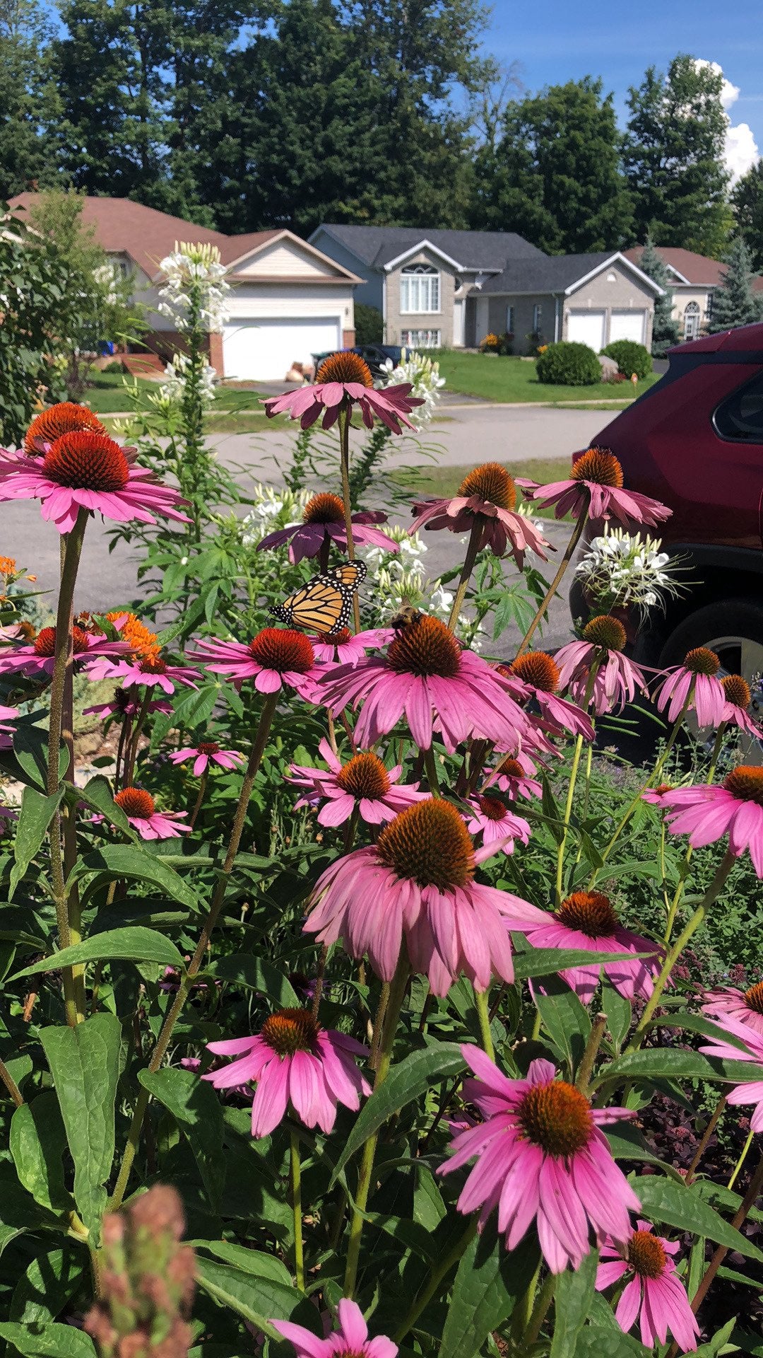 Planting Services