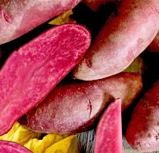 Amarosa Seed Potatoes