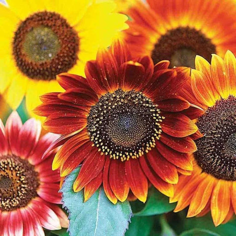 Sunflower- Autumn mix | Garden Alchemy Seeds and More