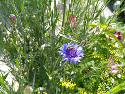 Blue Boy Centaurea (Bachelors Button) Seeds | Garden Alchemy Seeds and More
