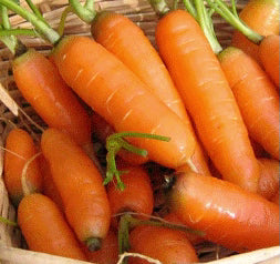Berlicummer Carrot Non-GMO Seed | Garden Alchemy Seeds and More