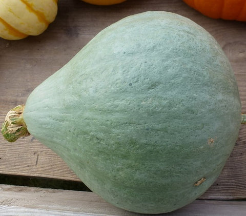 Winter Squash - Blue Ballet Open Pollinated Seeds | Garden Alchemy Seeds and More