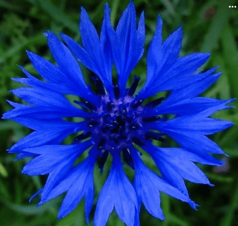 Blue Boy Centaurea (Bachelors Button) Seeds | Garden Alchemy Seeds and More
