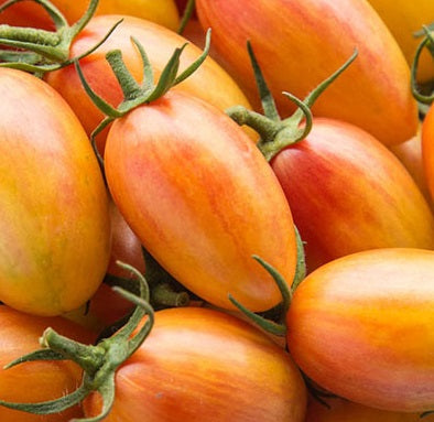Blush Organic Tomato Seed | Garden Alchemy Seeds and More