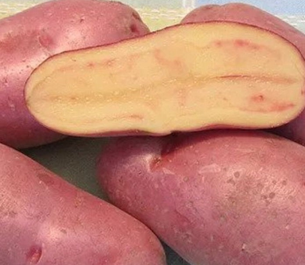 Carminelle Fingerling Potato Seed - Ontario Seed Potatoes