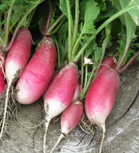 French Breakfast Radish- Heirloom, Non GMO | Garden Alchemy Seeds and More
