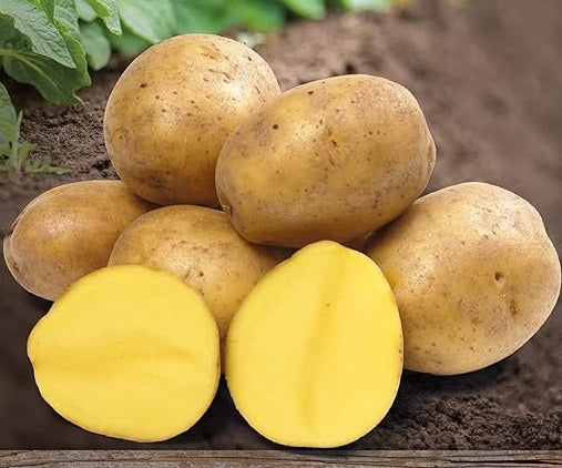 Gala Potato Seed - Ontario Seed Potatoes