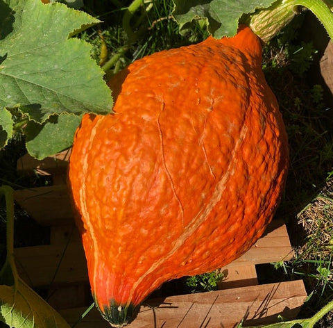 Winter Squash - Gold Hubbard Open Pollinated Seeds | Garden Alchemy Seeds and More
