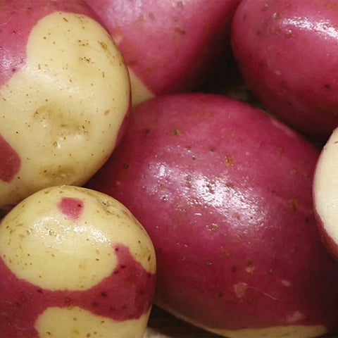 Pink Gypsy Potato Seed - Ontario Seed Potatoes