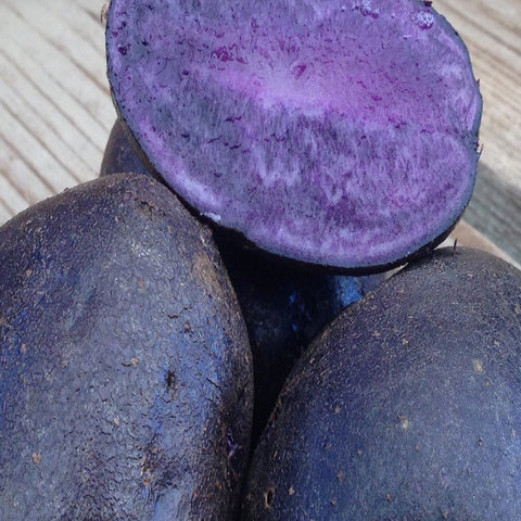 Purple Magic Potato Seed - Ontario Heirloom Seed Potatoes | Garden Alchemy Seeds and More