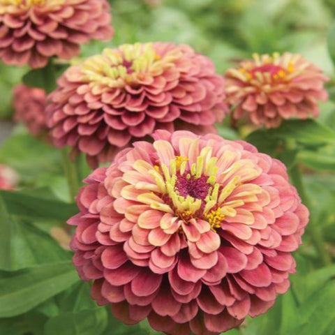 Queeny Red-Lime Zinnia Seeds | Garden Alchemy Seeds and More