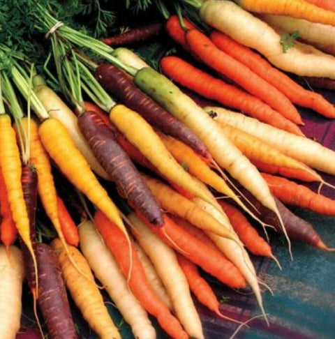 Rainbow Carrot Mix- Organic, Open Pollinated | Garden Alchemy Seeds and More