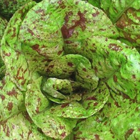 Speckles Lettuce- Organic | Garden Alchemy Seeds and More
