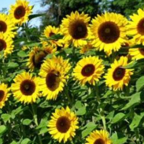 Grey Stripe Sunflower | Garden Alchemy Seeds and More