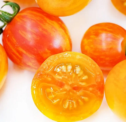 Sunrise Bumble Bee Organic Tomato Seed | Garden Alchemy Seeds and More