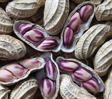 Transkutuku Striped Peanut - Certified Organic Seeds