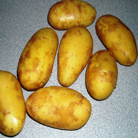 Annabelle Non GMO Yellow Seed Potatoes