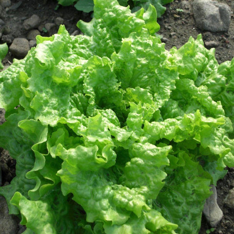 Black Seeded Simpson Lettuce- Heirloom Seeds - gardenalchemystore