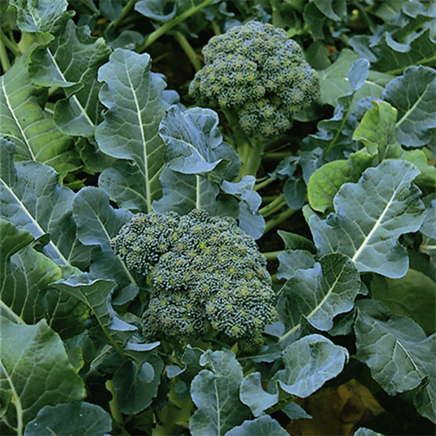 Green Sprouting Broccoli (Italian Type)- Heirloom, Non GMO Seeds