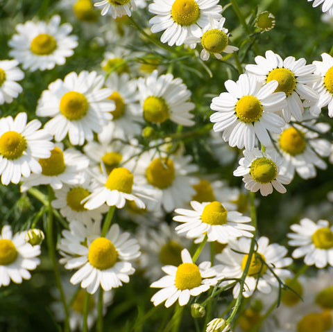Chamomile - Open Pollinated, Non-GMO Herb Seeds