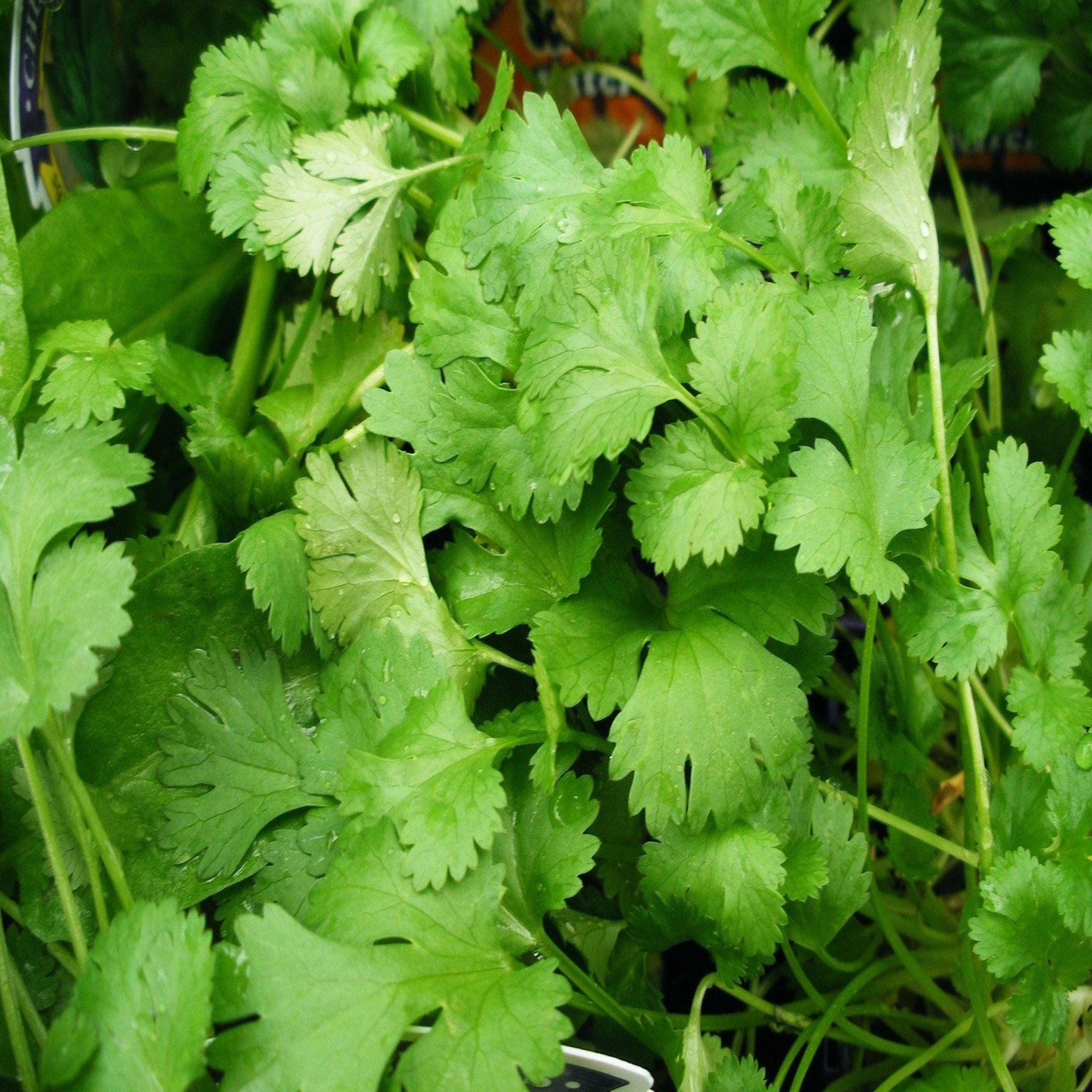 Cilantro-Coriander - Heirloom, GMO-Free Seeds