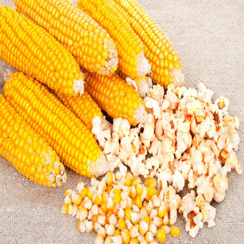 Robust Hybrid Popcorn Seeds