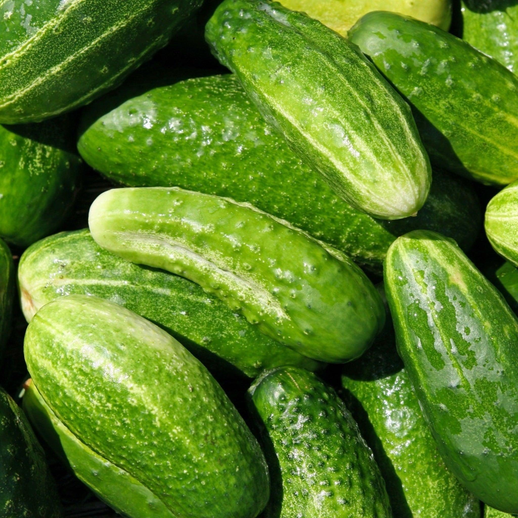 Marketmore 76 Cucumber Seeds- Organic, Open Pollinated Seeds