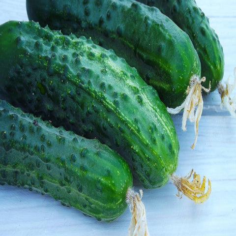 Straight 8 Cucumber -Open Pollinated ,Heirloom Seeds