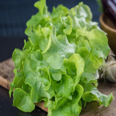 Green Oakleaf Lettuce- Heirloom, Non GMO Seeds