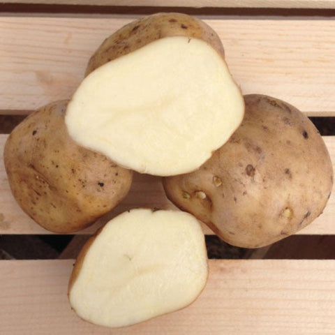 Irish Cobbler- Heirloom Planting Potato
