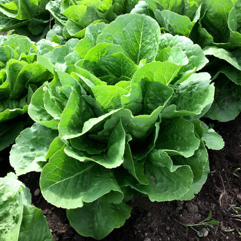 Paris Island Lettuce- Organic, Heirloom Seeds