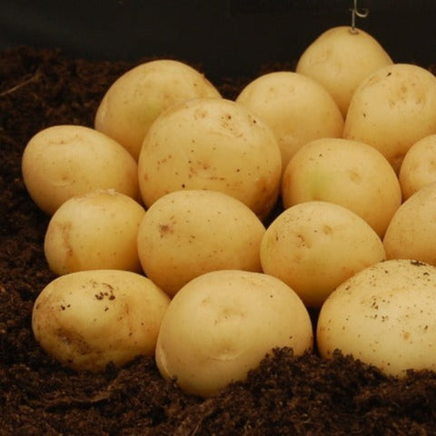 Mairs Peer Seed Potatoes