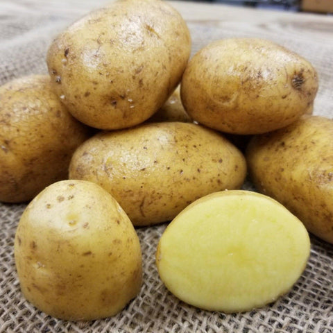 German Butterball - Heirloom Planting Potato