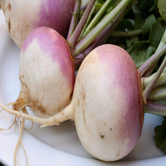 Purple Top Turnips -Open Pollinated, Heirloom Seeds