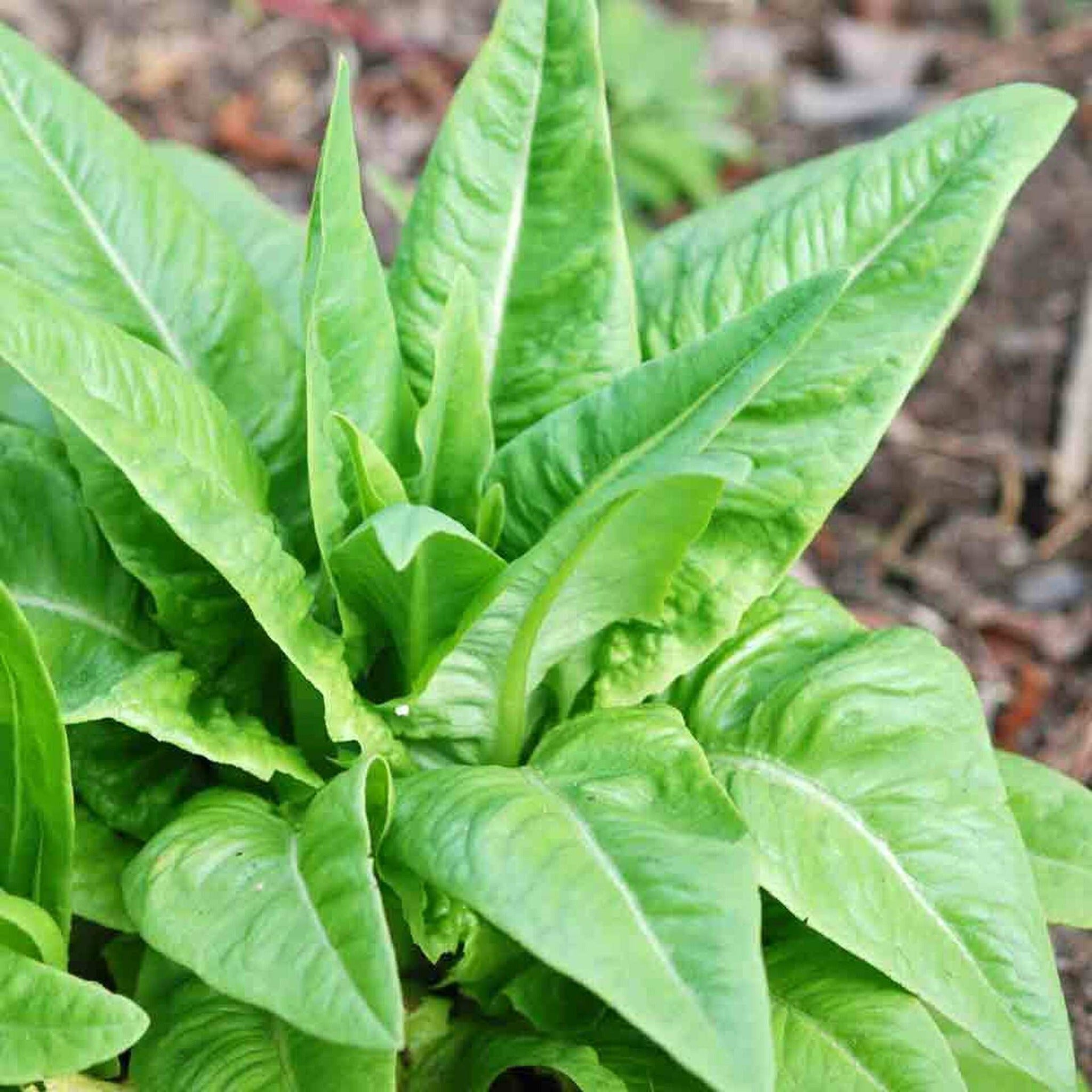 Amish Deer Tongue Lettuce- Organic, Heirloom Seeds
