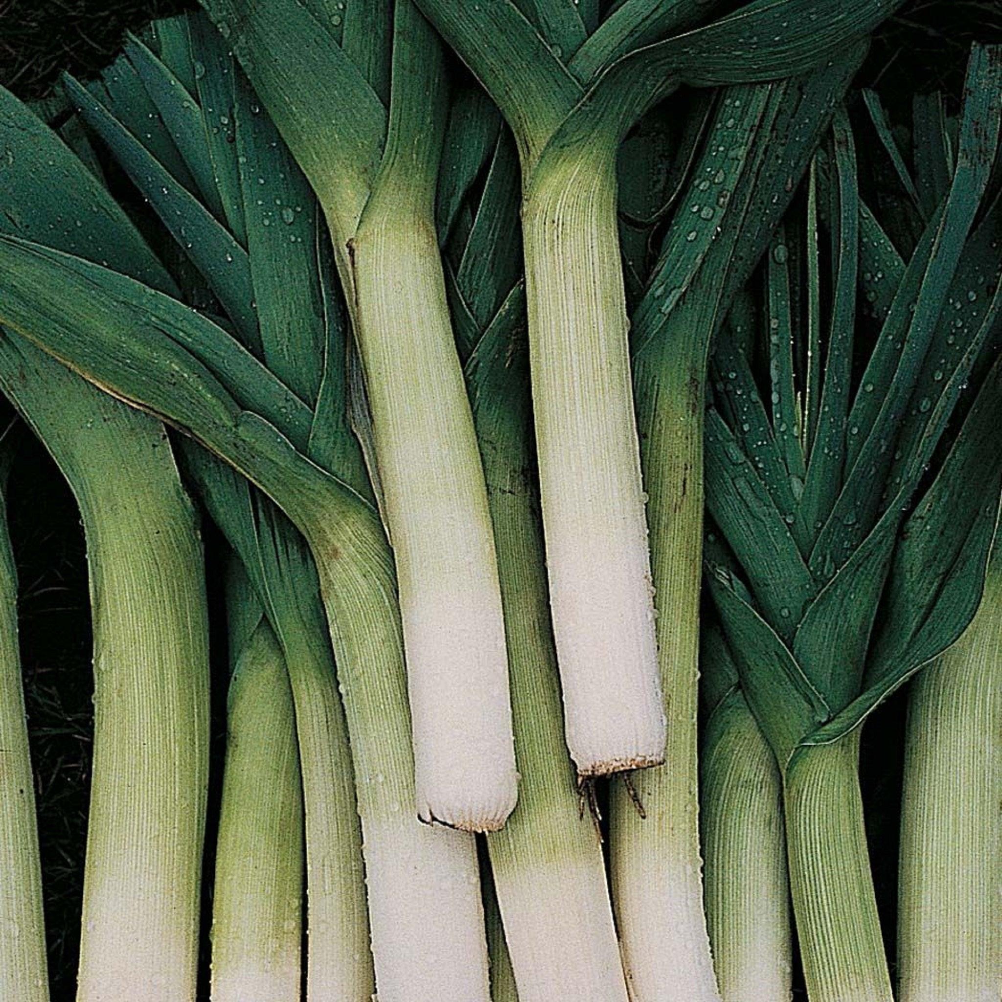 Autumn Giant Leek - Heirloom Seeds - gardenalchemystore