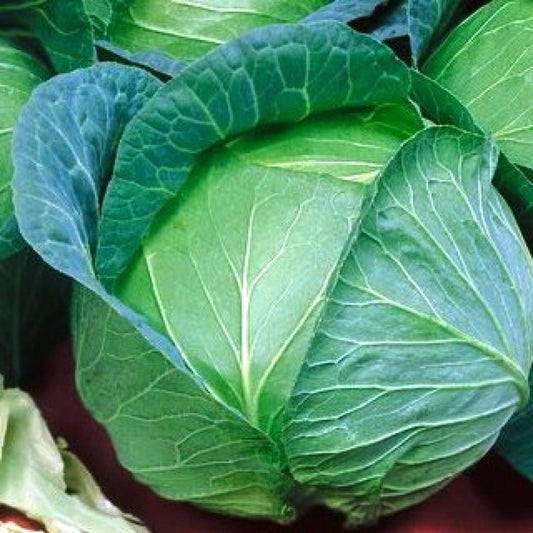 Danish Ballhead Cabbage - Heirloom, Non-GMO Seeds